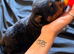 1 beautiful boy Rottweiler pup