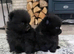TEA CUP POMS CHAMPION KC PEDIGREE