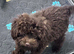 Chocolate Toy poodle female