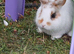Rescue..Sweet very quiet little dwarf boy. 8 months.Loves being out on the grass in peace!