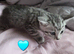 Stunning kittens ready end of June