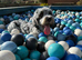 Blue merle cockapoo for stud
