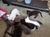 Kittens For sale