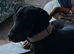 3 year old Doberman for sale