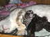 Bengal Kittens For Sale