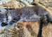 Male kitten vary fluffy and playful