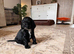 1 male cocker spaniel puppy left