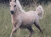 Stunning Palomino American miniature filly foal