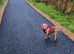 American Bully Pocket