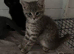 Beautiful rag doll cross kittens