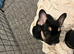 Male French Bulldog Puppy Looking for His Forever Home