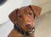 Male cocker mix