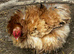 Chicks, chickens and hatching eggs-bantam and large ladies