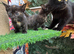 FLUFFY CALICO FEMALE KITTENS TO RESERVE