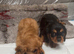 King Charles puppy&rsquo;s