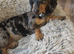 Dachshund