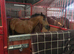 DIY Livery Stables