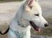 White 5 months old Male White Siberian/Malamute lovely Boy