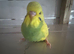 Baby budgies for sale