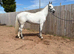 Lovely kind big filly