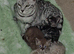 Stunning Charcoal Bengal kittrns