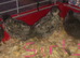 SEXED QUAILS/CHINESE PAINTED BUTTONS !
