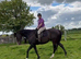 Handsome 16.2 dark bay TB gelding
