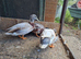 3 call duck males