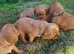 Beautiful cavalier King Charles puppies