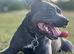 Staffordshire bull terrier puppies due mid July