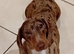 Choclate dapple female up to date with everything healthy good with kids and other dogs age 3