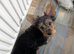 Yorkshire terrier female puppy