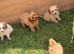 Beautiful cavapoo