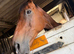15.2 Bay Mare