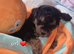 Beautiful cockerpoos only 1 girl available