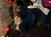 Boston terrier / Pug 1 year old