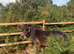 Beautiful Shetland mare
