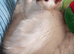 GCCF lilac Ragdoll boy kittens