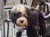 I have a 18 month old male tibetan terrier