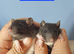 Male Baby rats