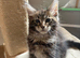 Stunning X-Large pedigree Mainecoon boy