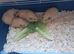 BABY CALIFORNIAN GUINEA PIGS