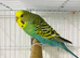 Blue yellow face female