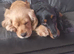 Cocker spaniel puppy's