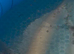 Pond fish for sale
