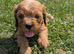 6 beautiful Red Cavapoo puppies