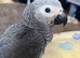 baby african grey