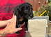 3 lurcher pups for sale