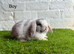 Stunning litter of Mini Lops