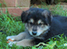 Absolutely Stunning SHOLLIE (German Shepherd x Collie) Puppies